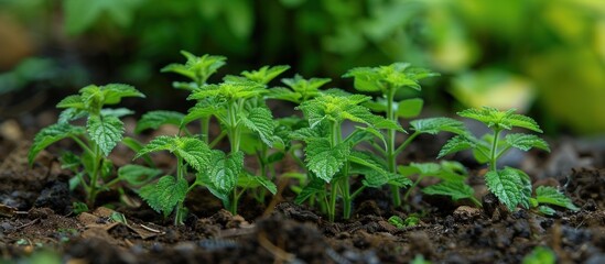 Fototapeta premium Close-up of a green plant flourishing in rich dirt, showcasing growth and vitality.