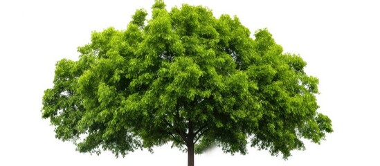 Vibrant Green Tree Leaves Symbolizing Nature's Beauty on a Clean White Background