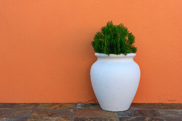 White pot and an orange wall