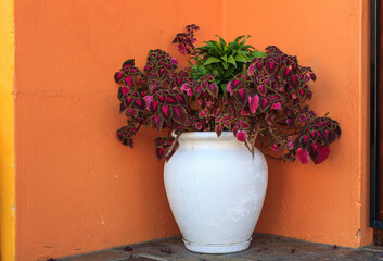 White pot and an orange wall 2