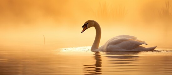 Graceful Swan Gliding Across Serene Lake Waters Under the Warm Glow of a Vibrant Sunset