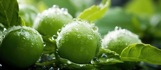 Fresh Green Grapes Covered in Glistening Water Droplets - Nature's Refreshing Bounty