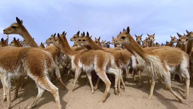 Grupo de vicu&ntilde;as capturadas en corral