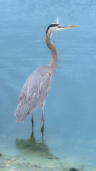 Beautiful specimen of a Great Blue Heron in a wetland in Florida, United States
