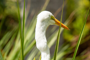 Beautiful specimen of a Great Egret in a wetland in Florida, United States