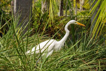 Beautiful specimen of a Great Egret in a wetland in Florida, United States