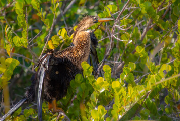 Double-crested Cormorant perched high on a branch in the Florida Everglades