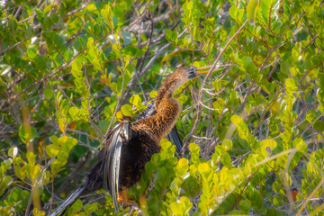 Double-crested Cormorant perched high on a branch in the Florida Everglades