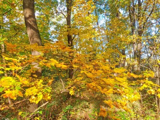 Fototapeta premium Autumn nature