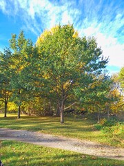 Naklejka premium Autumn nature