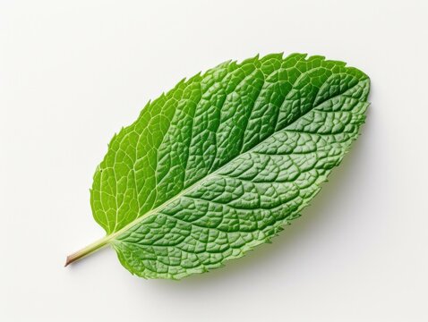 A single green mint leaf on a white background. Generative AI.