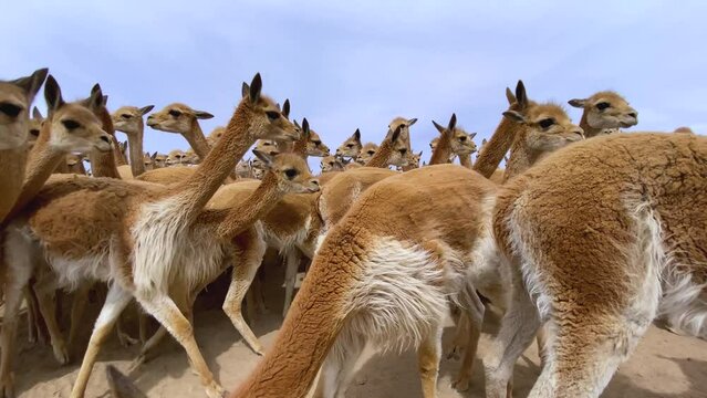 Vicu&ntilde;a capturada en manada dentro de corral