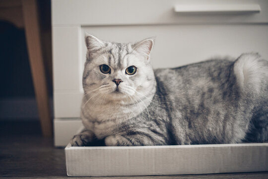 cute gray striped cat is lying in a cardboard box. A fluffy pet will sleep there. Charming cat in a cardboard box. The concept of pets..