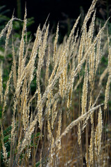 kwiatostany suchej trawy w słońcu, inflorescences of dry grass in the sun,  © kateej