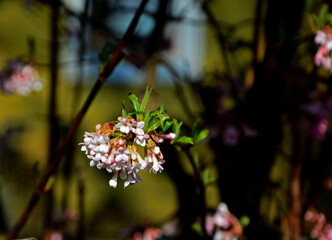 kwitnąca kalina wonna, Viburnum farreri, Viburnum fragrans, close up of Viburnum farreri blossom in the early spring garden	 - obrazy, fototapety, plakaty
