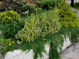 Trzmielina, berberys, suchodrzew i sosna, kolorowe krzewy i pnącza na murku, Euonymus fortunei, Berberis vulgaris, Pinus mugo, Lonicera pileata, shrubs and ornamental plants on the retaining walls © kateej