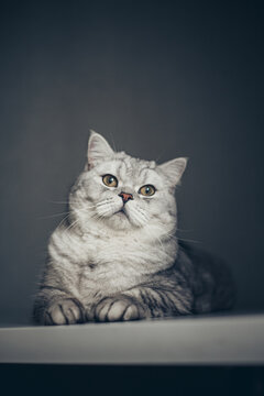 Naklejki Portrait cute striped gray british kitten with big eyes sitting on white table at home. cat looking in camera. Concept of funny adorable cat pets..