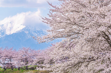 桜と北アルプス