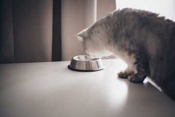 male feeding his gray striped British cat. male hand adding food to cat's bowl.