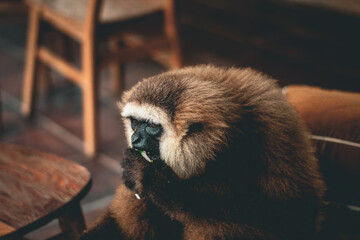 The kalawat gibbon is scientifically named Hylobates muelleri, a species of arboreal ape belonging to the tribe Hylobatidae. 
