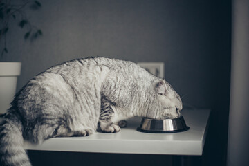 little gray striped british kitten eats wet food on white table background. Cute purebred kitten on...