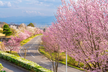 桜