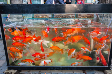 Fish tank in front of small pet store in Beijing city, China