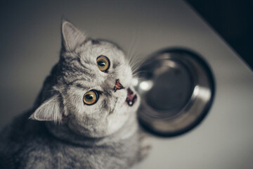 Adorable grey tabby british kitty standing with tail up close to metal bowl with feed and looking in camera on dark background. Cute purebred kitten going to eat.