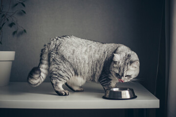 Gray british fat striped cat eating from bowl on wooden floor. Cute purebred kitten on kitchen with metall bowl. Cute purebred gray cat lies well-fed and look award. - obrazy, fototapety, plakaty