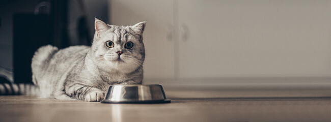 Gray british fat striped cat eating from bowl on wooden floor. Cute purebred kitten on kitchen with...