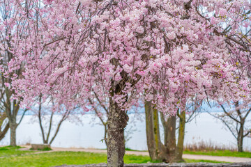 琵琶湖畔の桜