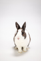 white brown easter bunny on white background