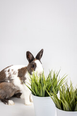 white-brown rabbit with green grass on white background