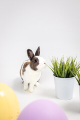 white-brown rabbit with green grass on white background
