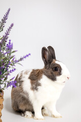 white-brown rabbit with lavender flowers on a white background