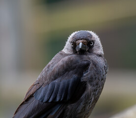 Close portrait of Western Jackdaw