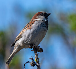 House Sparrow sitting on branch