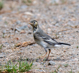 Young White Wagtail standing on open land