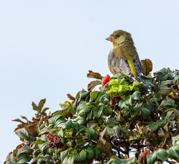 Europen Greenfinch standing on a tree with leafs