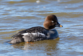 Common Goldeneye swimming on wetland
