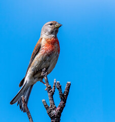 Common Linnet standing on branch with blue sky