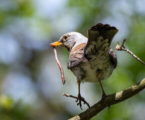Fieldfare with  a worm in its beak