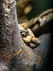 A brown camouflaged white-lipped tree frog, blending seamlessly into its surroundings, rests serenely on a branch, eyes closed in blissful tranquility, embodying the harmony of the tropical ecosystem.