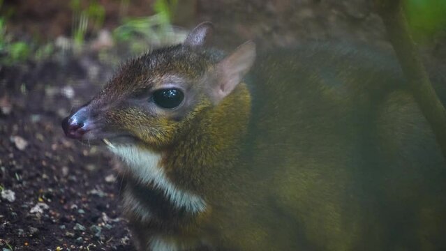 A javan mouse deer is hiding under a tree on a sunny day, just sitting.