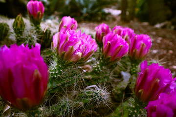 Flowering cacti in the garden.