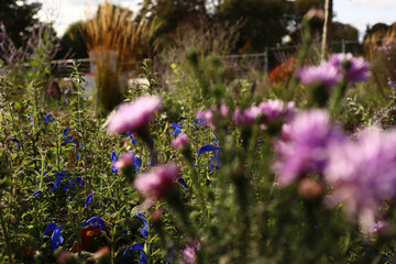 Purple flowers in the grass.