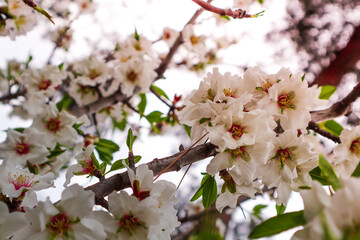 Obraz premium Pear blossom against the background of sun rays. Macro photography.