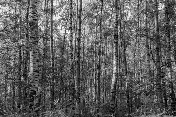 Der Park Aleksandrino liegt in St. Petersburg in der Nähe der Metro Prospekt Veteranov. Eine Oase von Frieden und Ruhe. Hier leben viele Eichhörnchen und Vögel im Birkenwald