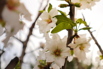 Pear blossom against the background of sun rays. Macro photography.