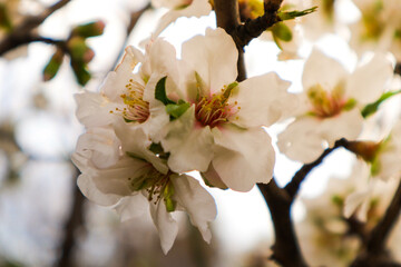 Pear blossom against the background of sun rays. Macro photography.
